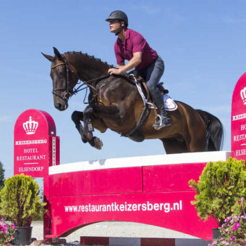 springpaarden te koop springpaarden te koop